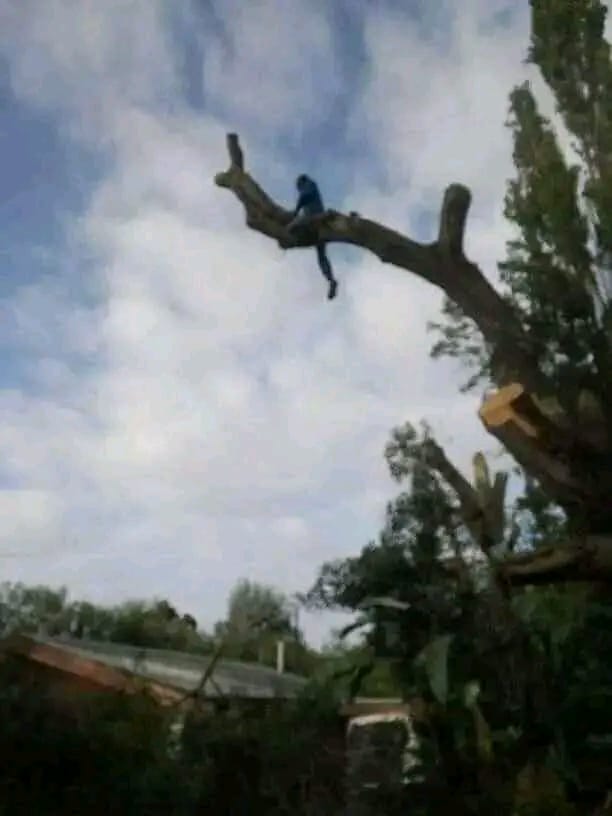 tree-felling-cape-town