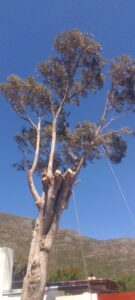 tree-felling-cape-town